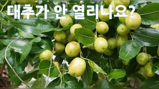 대추 많이 달리게 하는방법 # 대추가 안 열리시나요?