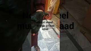 The fighting murga aseel #chicken #aseel #noori #murga #viral #youtube #shorts #live #love murga