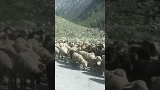 Beauty of kashmir#shorts#viralshorts#viralvideo#youtubeshorts#india#kashmir#goat#viralvideo2022