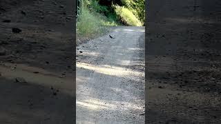 Stop. Go. Nope. This Chipmunk Road Drama is Hilarious! ️ #FunnyAnimals #shortsvideo #subscribe