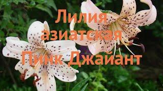 Лилия азиатская Пинк Джайант (lilium asiatic)  обзор: как сажать, луковицы лилии Пинк Джайант