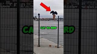 CAT VS BIRD.      #cat #birds #funny #animals
