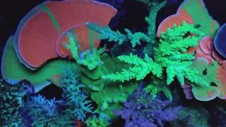 Orphek Atlantik Best Aquarium LED Light CORAL COLOR + FAST GROWTH