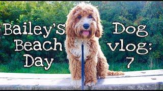 CAVAPOO PUPPY BEACH DAY | DOG VLOG 7