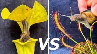 Carnivorous Plant Olympics - Which One Eats the Most Pests?