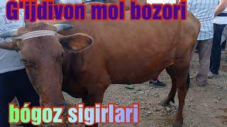 G'ijdivon mol bozori Bógoz gunajinlar va sigirlar narxlari 4/08/2021