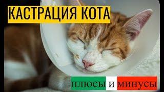 Кастрация кота: плюсы и минусы. В каком возрасте планировать операцию?