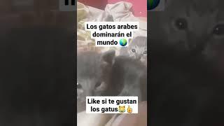 Gatitos bebes lindos #gatitos #mascotas #funnymoments #shorts