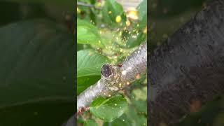 Little Ladybug on a Stroll: The Beauty of the Garden Up Close 