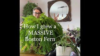 How I grew a MASSIVE Boston Fern!