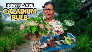 How to Preserve Caladium Bulbs? Pabitra Garden