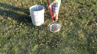 Even kids can use the Pecan Broom pecan picker upper!