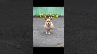 這只公狗每天跟蹤別人，只為讓自己看起來像個有家的毛孩子。 #animals #cute #dog #shorts