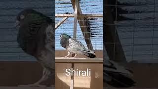 Ambersiray pigeon ( kabootar) in  Birmingham uk