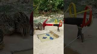 Creative Quail Trap / DIY Bird Trap #shorts