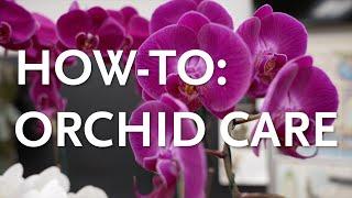 How-To: Orchid Care with Brandon Tam