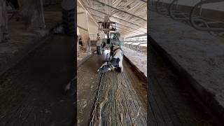 Intelligent Cow Transport  #cow #farming #automobile
