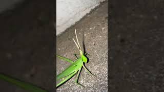 Здоровенный японский кузнечик, спасение из плена камня #shorts #tokyo #insects #japan