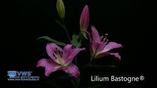 Lilium Bastogne ®