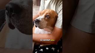 Your Beagle Knows Exactly How You Feel!