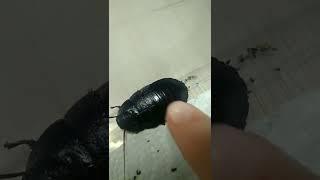 Heard how angry cockroach? Слышали, как шипит таракан?