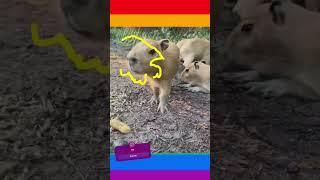 Capy Moments! Baby Bara cuteness   #capybara #masbro #capivara #kapibara