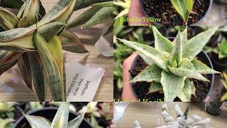 Сансевиерии новинки Robusta Yellow,Hybrid Kasih, Blue clone white variegated обзор покупки