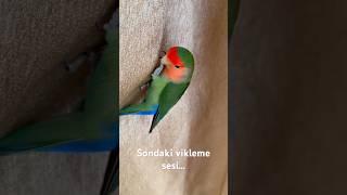 Sondaki vik sesi#lovebirds #sevdapapağanı #animals #cute #animallover #papagei #birds