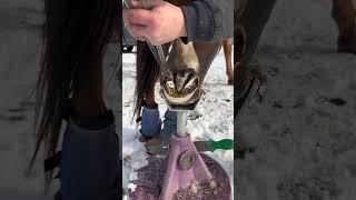 Satisfying hoof care for horses #horses #hooves #ferrier #farmtok