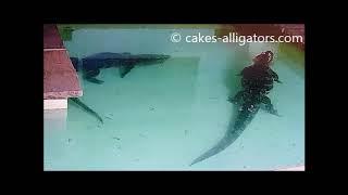 Chinese Alligators (Alligator Sinensis) Breeding | CAKES Alligators