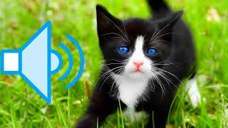 Cat Sound - Sounds that attract cats - Meow to make cats come to you