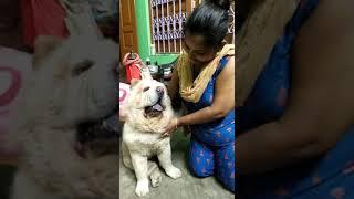 Cute dog Momo  | chowchow 