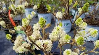 Fothergilla Mt. Airy