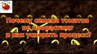 Почему семена томатов не прорастают и как ускорить процесс?