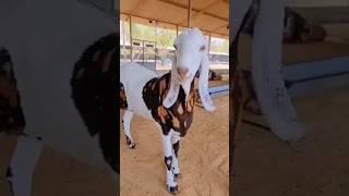 Qurbani ke Bakre ️#Bakraeid #Bakra #Bakraeid2025 #viral #youtube #goats #trending  #qurbanvlogs
