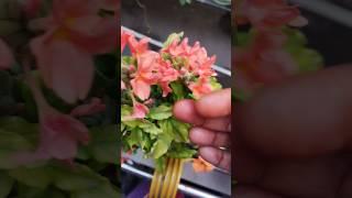 nattu#kanagambaram#orange #kanagambaram #south #gardening #organic #flowers #youtubeshorts