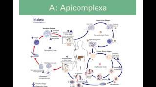 protists5