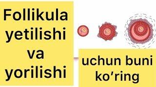 Buni homilador bo’lishni istaganlar ko’rsin