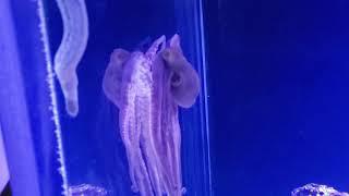 Active octopus in Aquarium