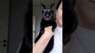 Норка Майя #mink #норка #pet #домашниеживотные #норкавдоме