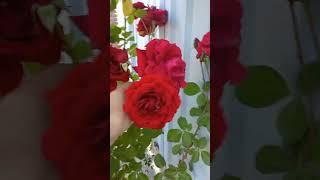 Red rose of love. Червона троянда кохання.#shorts#flowers#roses#квіти#розы#цветы#троянди