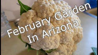 WHAT, February Gardens in Arizona!