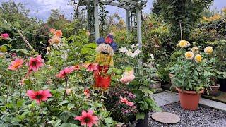 18th August English Rose Garden Tour | David Austin Roses | Dahlias | Sweet Peas | Roses | And more