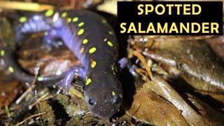 Spotted salamander (Ambystoma maculatum)