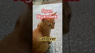 oyen ngambek #cat #kucing #pets #cats #cute #funny