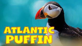 Atlantic PUFFIN - True Facts About