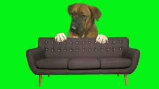 GREEN SCREEN Dog with bedroom furniture effects animation HD | Dog chroma key effects | Crazy Editor