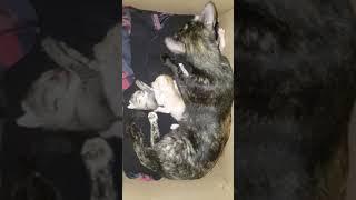 kittens love