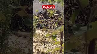 Birds Life️#foryou#birds#birdsounds#bird#shortvideo#reels#shorts#short#viralvideo#viralshorts#reel