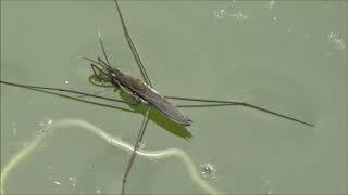 Large Pond Skater (Gerris najas)